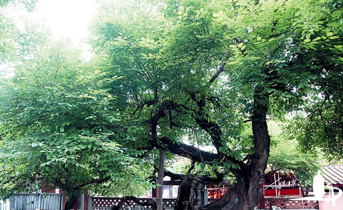有一天晚上,他梦见有一僧人向他募地建寺,便以桑树开白花为结缘条件